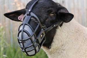 Effects of Masks and Lockdowns